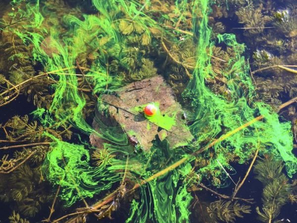 3D Range Monster Crab – Bild 2