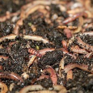 Dendrobena / Riesen-Rotwurm